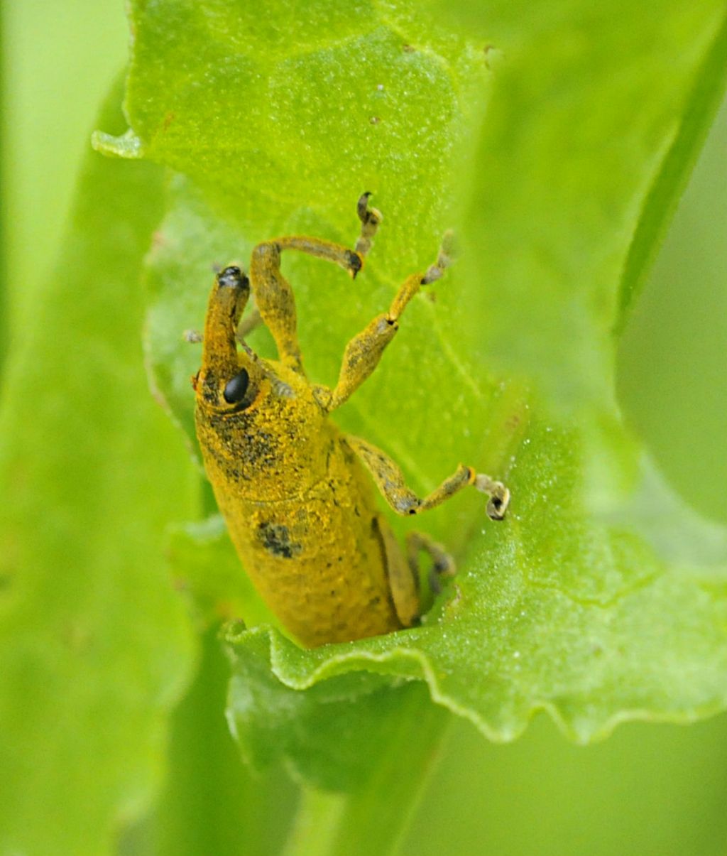 Lixus? - Lixus pulverulentus (cf.)